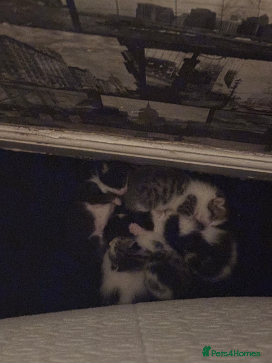 Mixed Breed cats for sale: Bengal mix kittens for sale - Advert 6