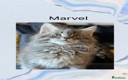 Maine Coon cats for sale: Ready NOW! TICA splendid Maine Coon - Image 25