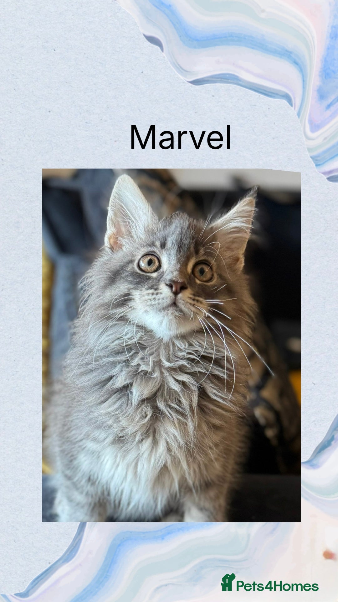 Maine Coon cats for sale: Ready NOW! TICA splendid Maine Coon - Image 25