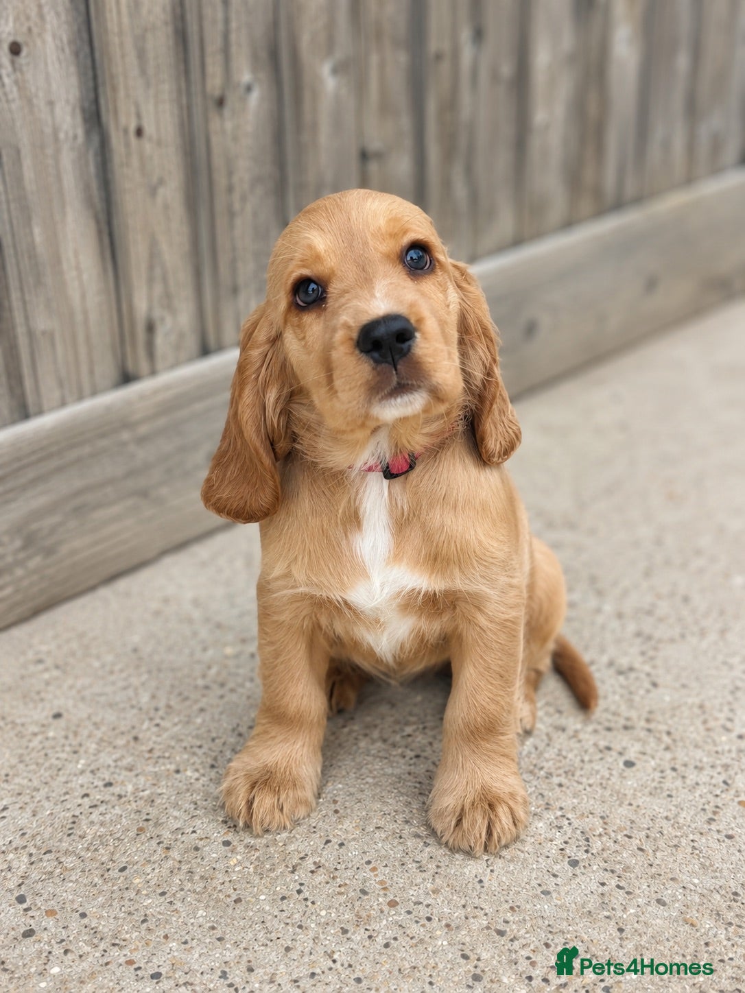 Cocker Spaniel dogs 🌟🌟🌟Beautiful English Gold Show Cocker Spaniel  - Advert 1