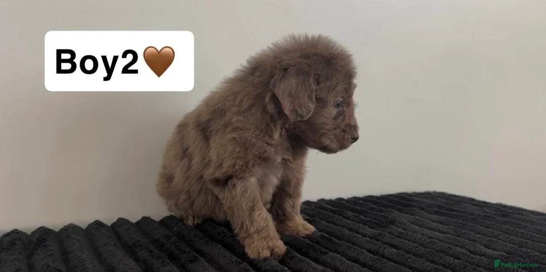 Cockapoo dogs for sale: Cockapoo puppies  - Advert 10