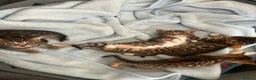 Bengal cats for sale: Bengal kittens for sale  - Advert 2