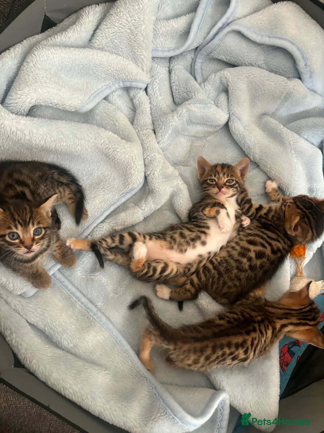 Bengal cats for sale: Bengal kittens for sale  - Advert 2