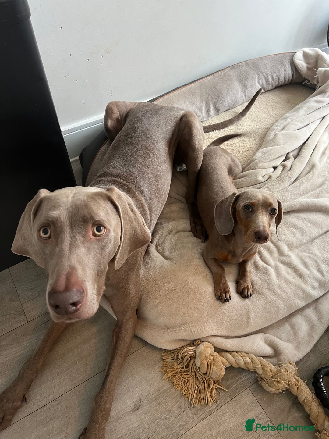 Miniature Dachshund dogs for sale: 9 month, KC registered miniature dachshund  - Advert 9