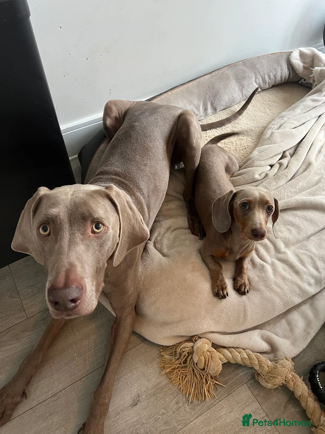 Miniature Dachshund dogs for sale: 9 month, KC registered miniature dachshund  - Advert 9
