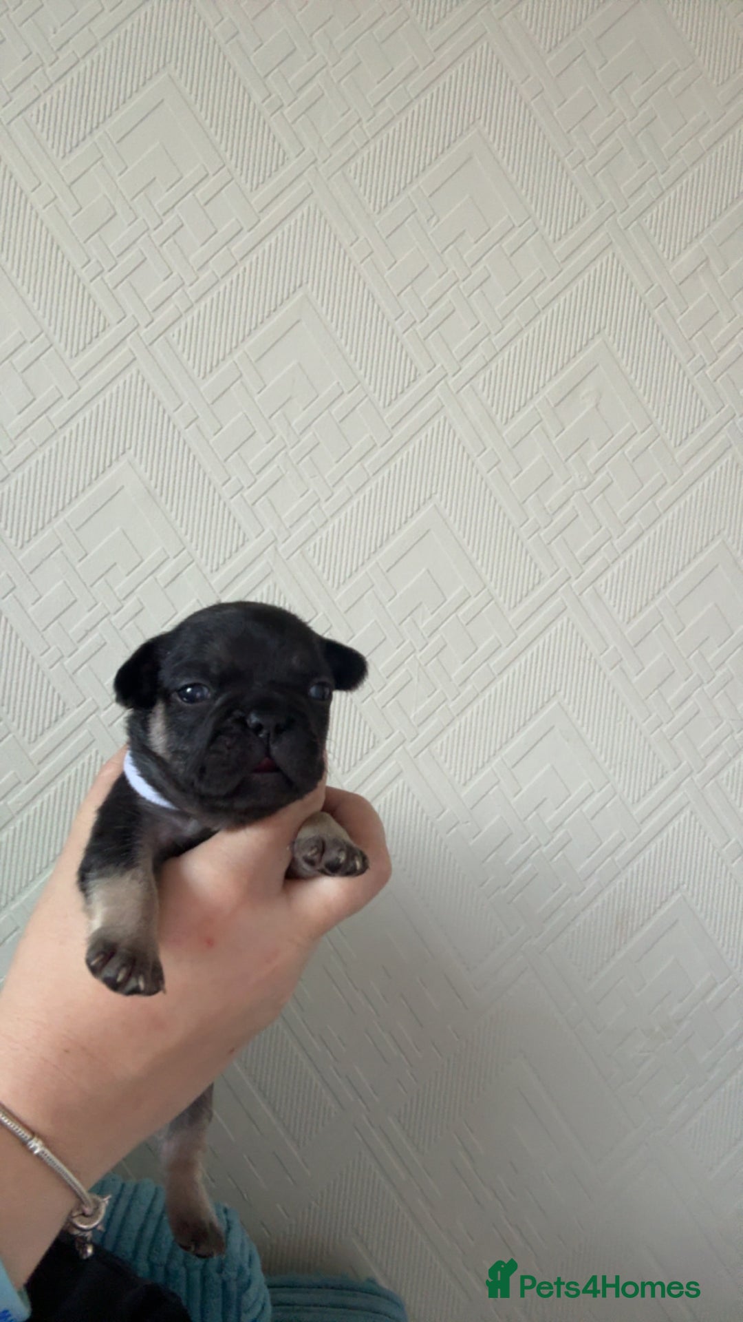 French Bulldog dogs for sale: 🐾 adorable French bulldog puppies for sale 🐾 - Image 1