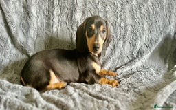 Dachshund dogs for sale: DACHSUND PUPPIES , ONE GIRL AND ONE BOY LEFT  - Image 7