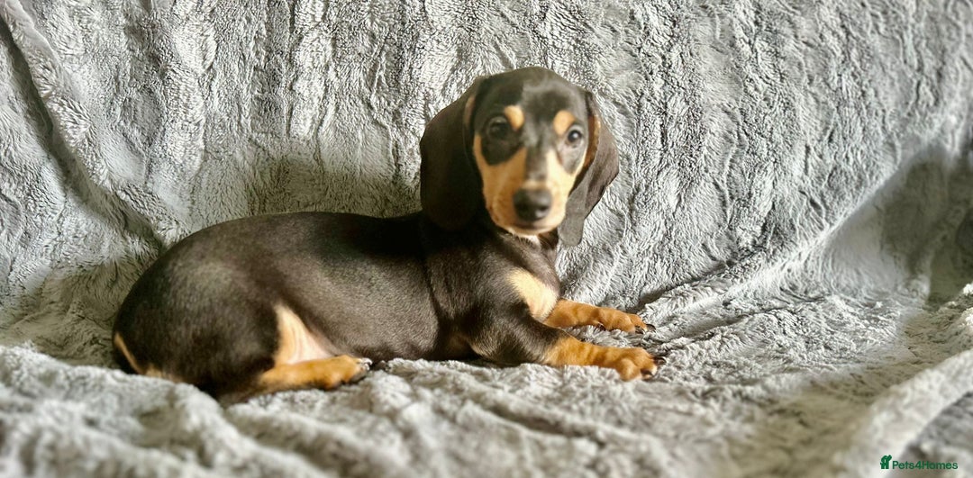 Dachshund dogs for sale: DACHSUND PUPPIES , ONE GIRL AND ONE BOY LEFT  - Image 7
