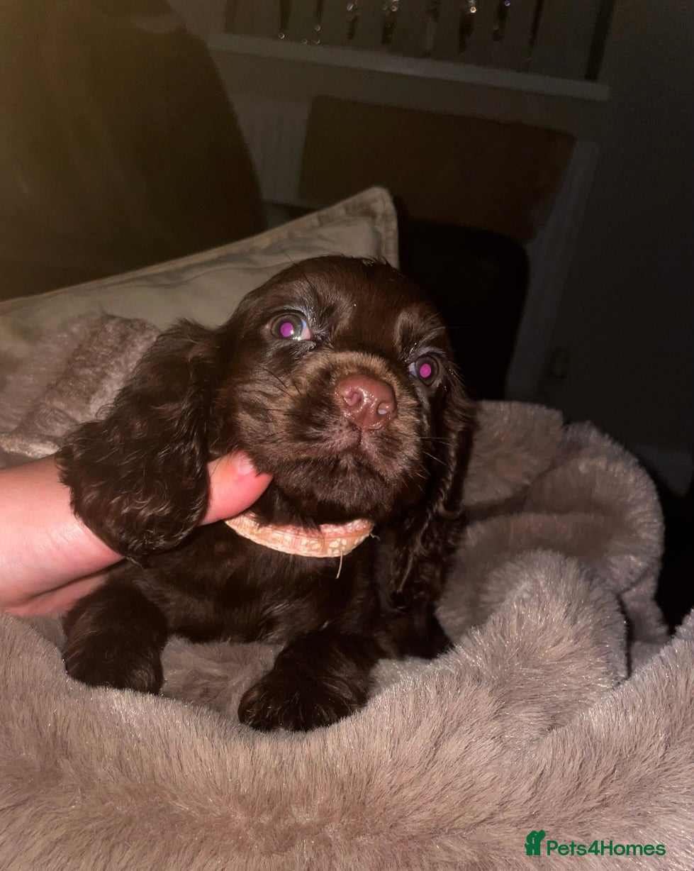 Cocker Spaniel dogs Showcase cocker ready 5 days - Advert 11