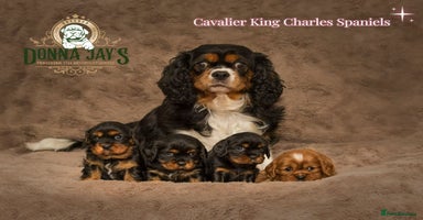 Cavalier King Charles Spaniel dogs - Advert 15