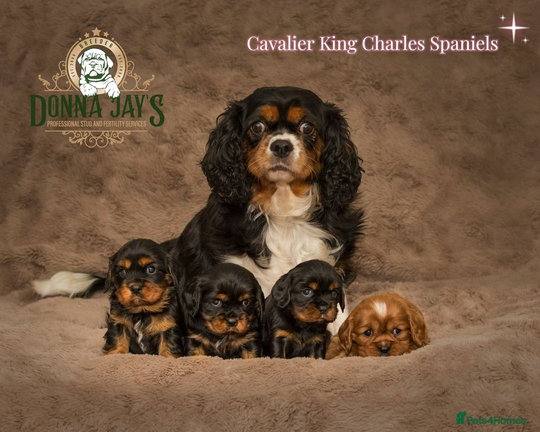 Cavalier King Charles Spaniel dogs for sale: Donna Jays old school type cavalier King Charles  - Image 3