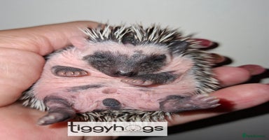 Pygmy Hedgehog rodents - Advert 14