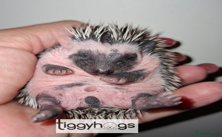 Pygmy Hedgehog rodents - Advert 2