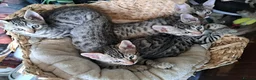 Bengal cats for sale: Snow lynx bengal kittens  - Advert 14