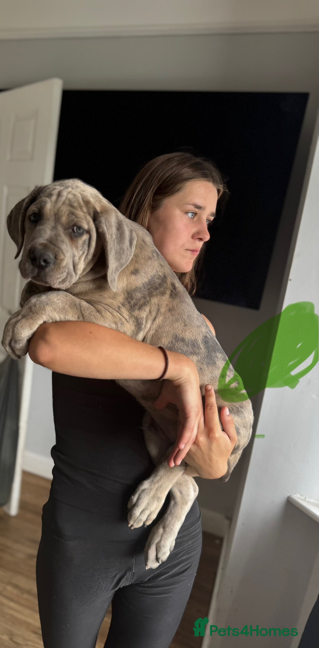 Mixed Breed dogs for sale: TRI MERLE CANE CORSO PUPPIES FOR SALE - Image 28
