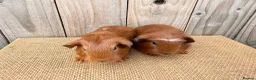 Guinea Pig rodents for sale: Stunning baby guinea pigs ready to leave  - Advert 4