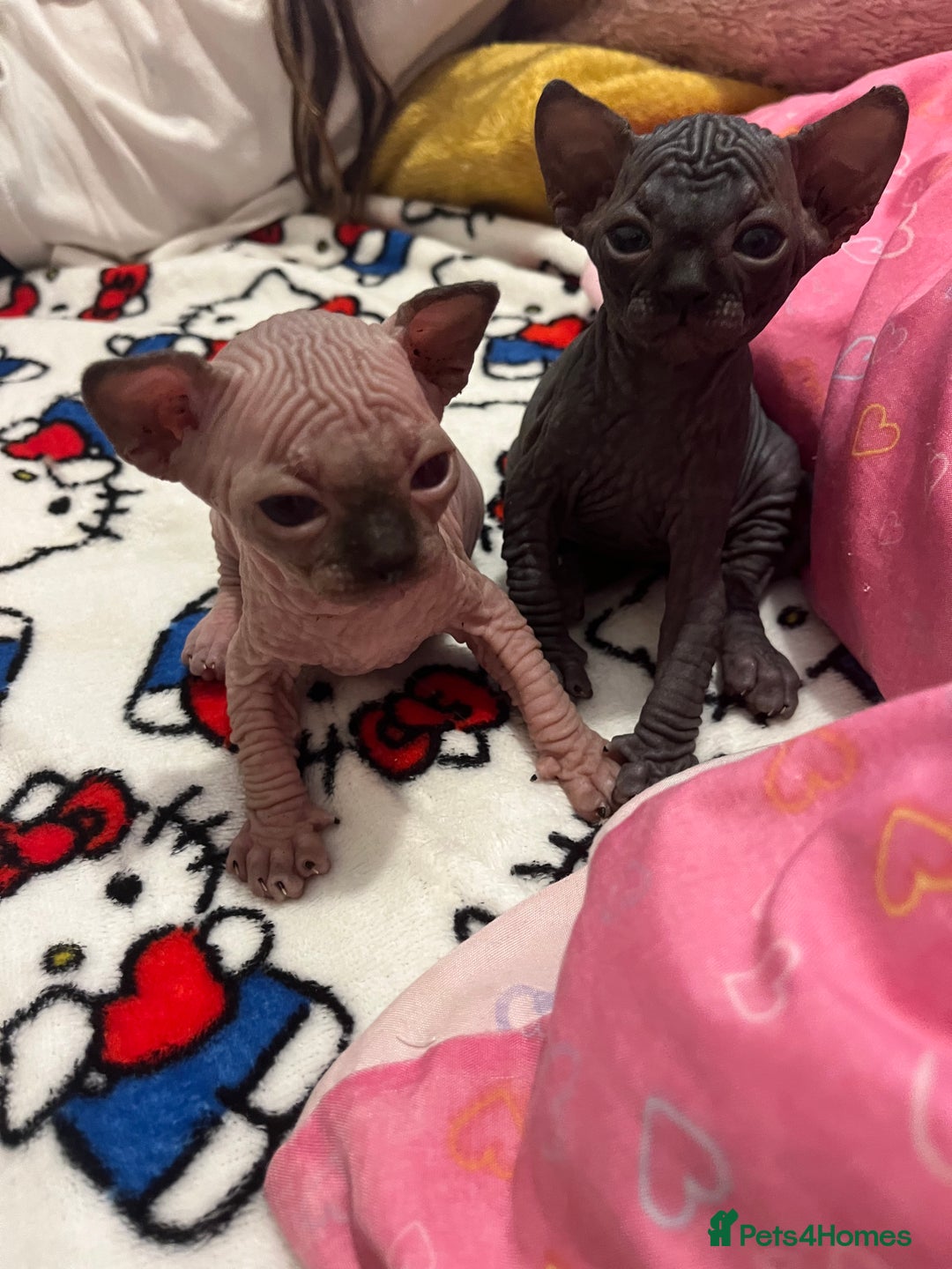 Sphynx cats for sale: 3 beautiful GIRlS available ❤️  - Image 3