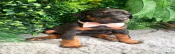 Dobermann dogs for sale: KC REG HEALTH TESTED EUROPEAN DOBERMAN : REDUCED! - Advert 26