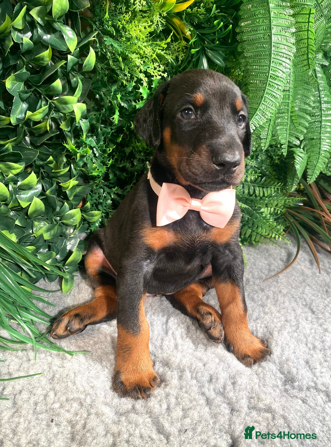 Dobermann dogs for sale: KC REG HEALTH TESTED EUROPEAN DOBERMAN : REDUCED! - Advert 26