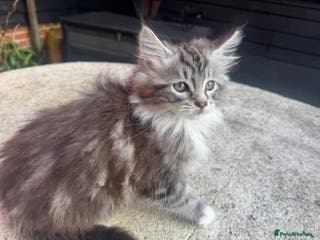 Mixed Breed cats Adorable kittens looking for home - Advert 17