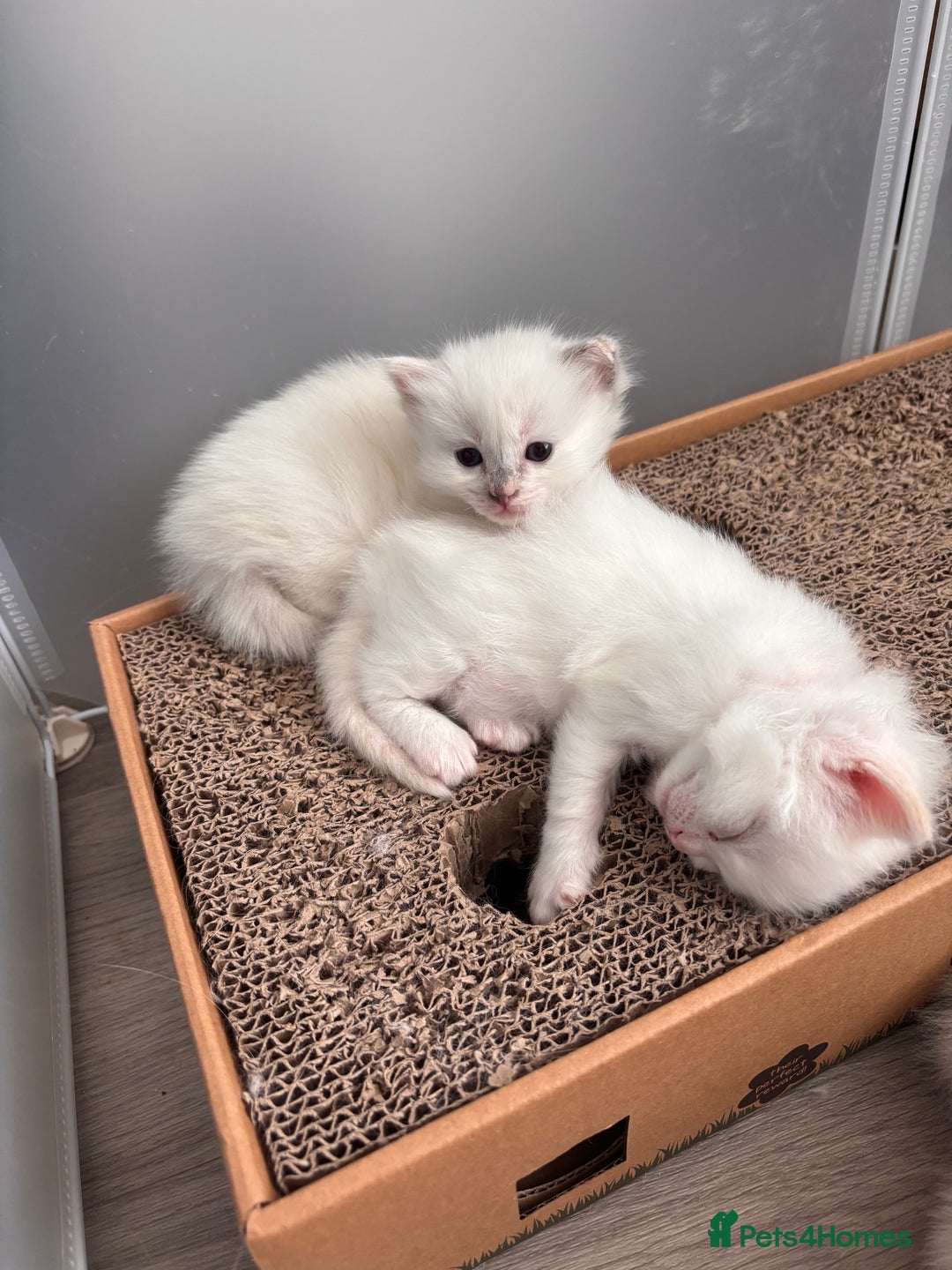 Ragdoll cats for sale: Pedigree Ragdoll Kittens for sale - Image 10