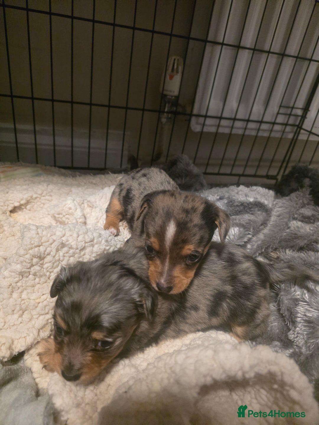 Chiweenie dogs for sale: Grey dapple chiweenie - Advert 2