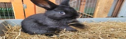 Mixed Breed rabbits for sale: Beautiful Rabbits - READY TO RESERVE - Advert 12