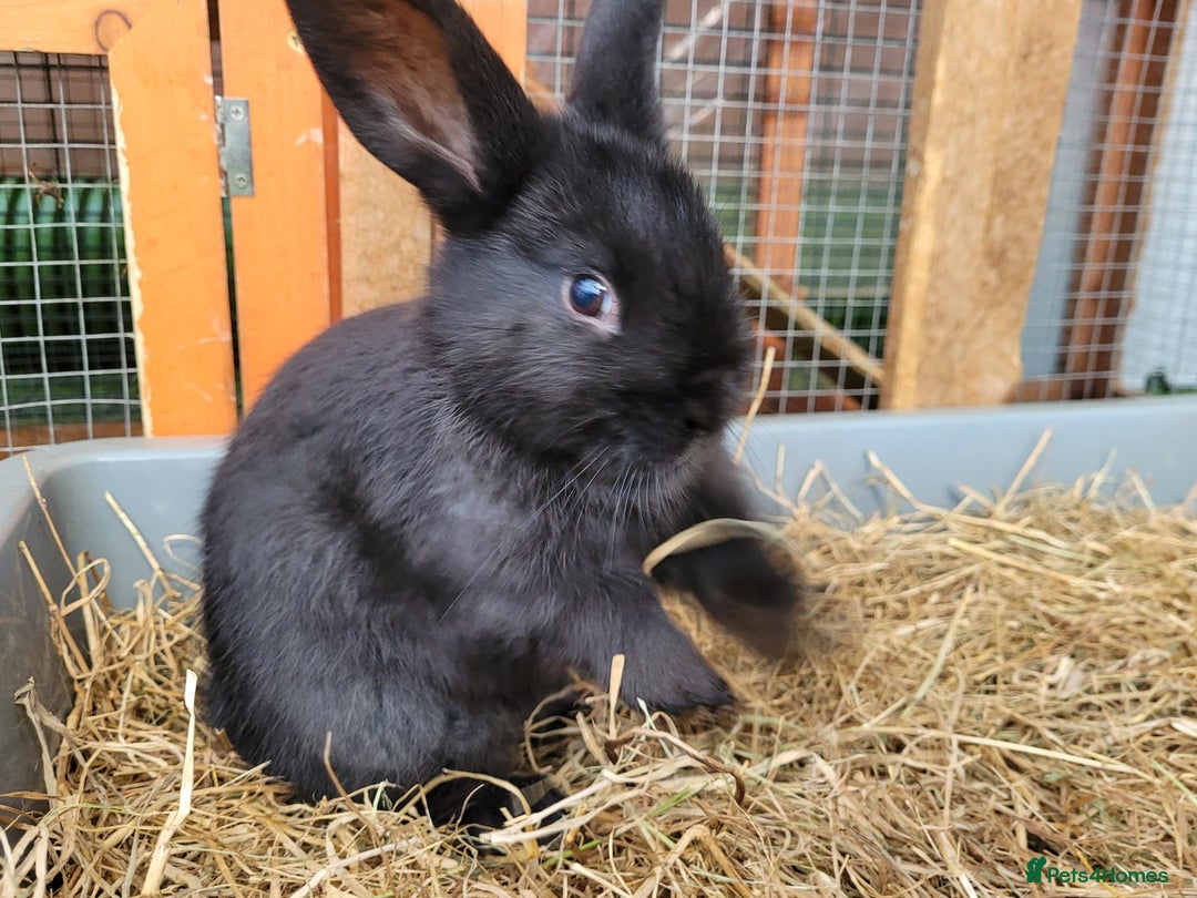 Mixed Breed rabbits for sale: Beautiful Rabbits - READY TO RESERVE - Advert 12