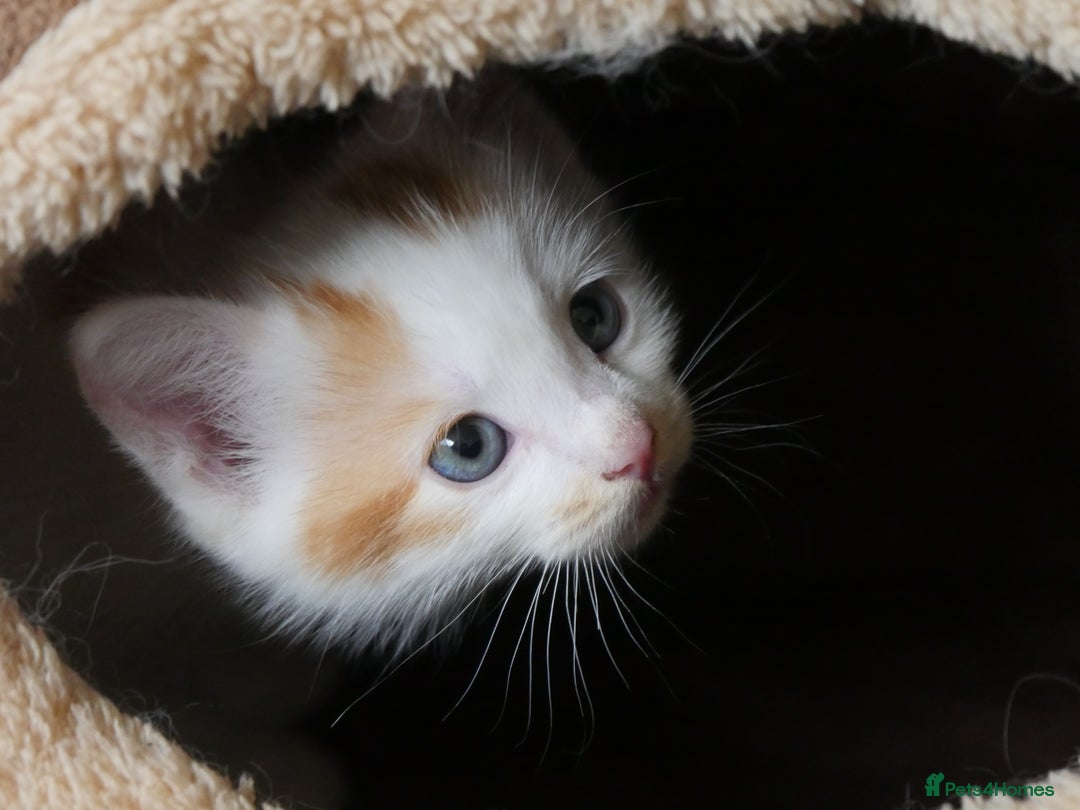 Mixed Breed cats for sale: Mix Ragdoll /Domestic cat  - Image 17