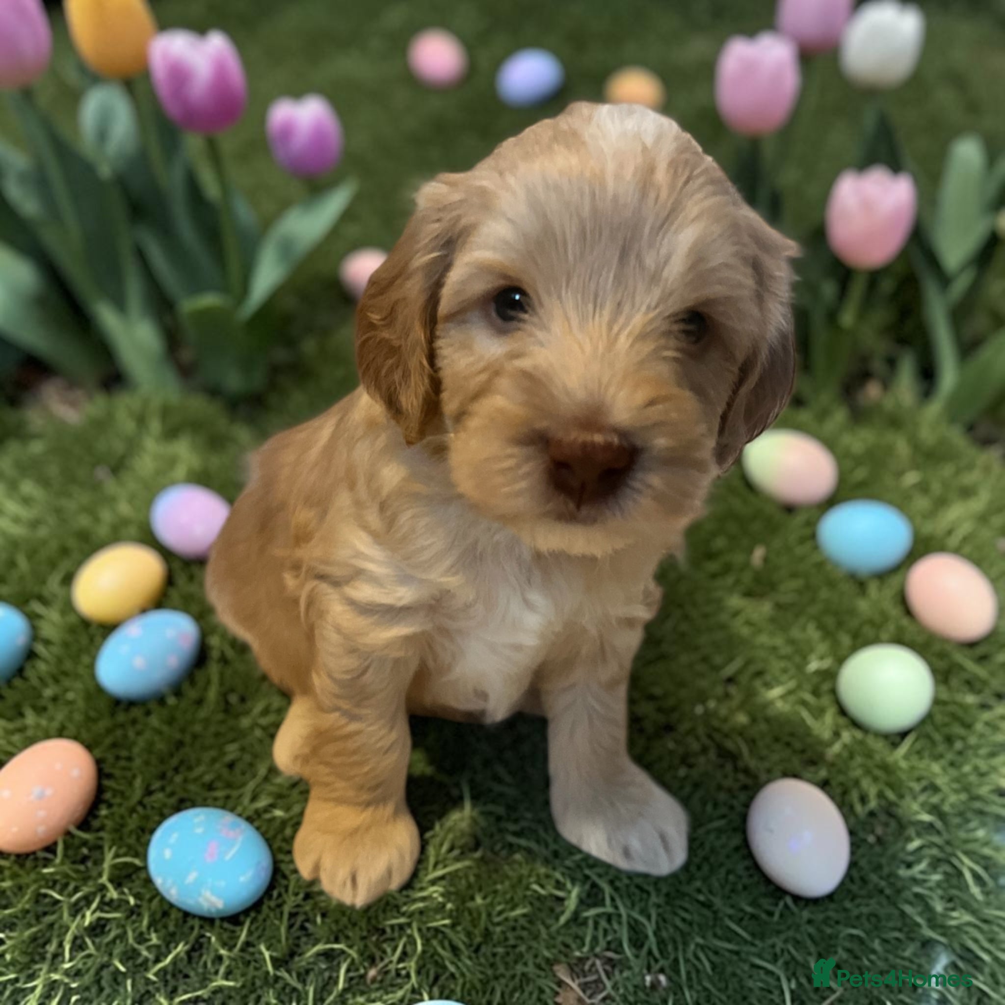 Australian Labradoodle dogs Australian labradoodle health tested parents!! - Advert 14