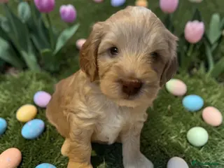 Australian Labradoodle dogs Australian labradoodle health tested parents!! - Advert 14