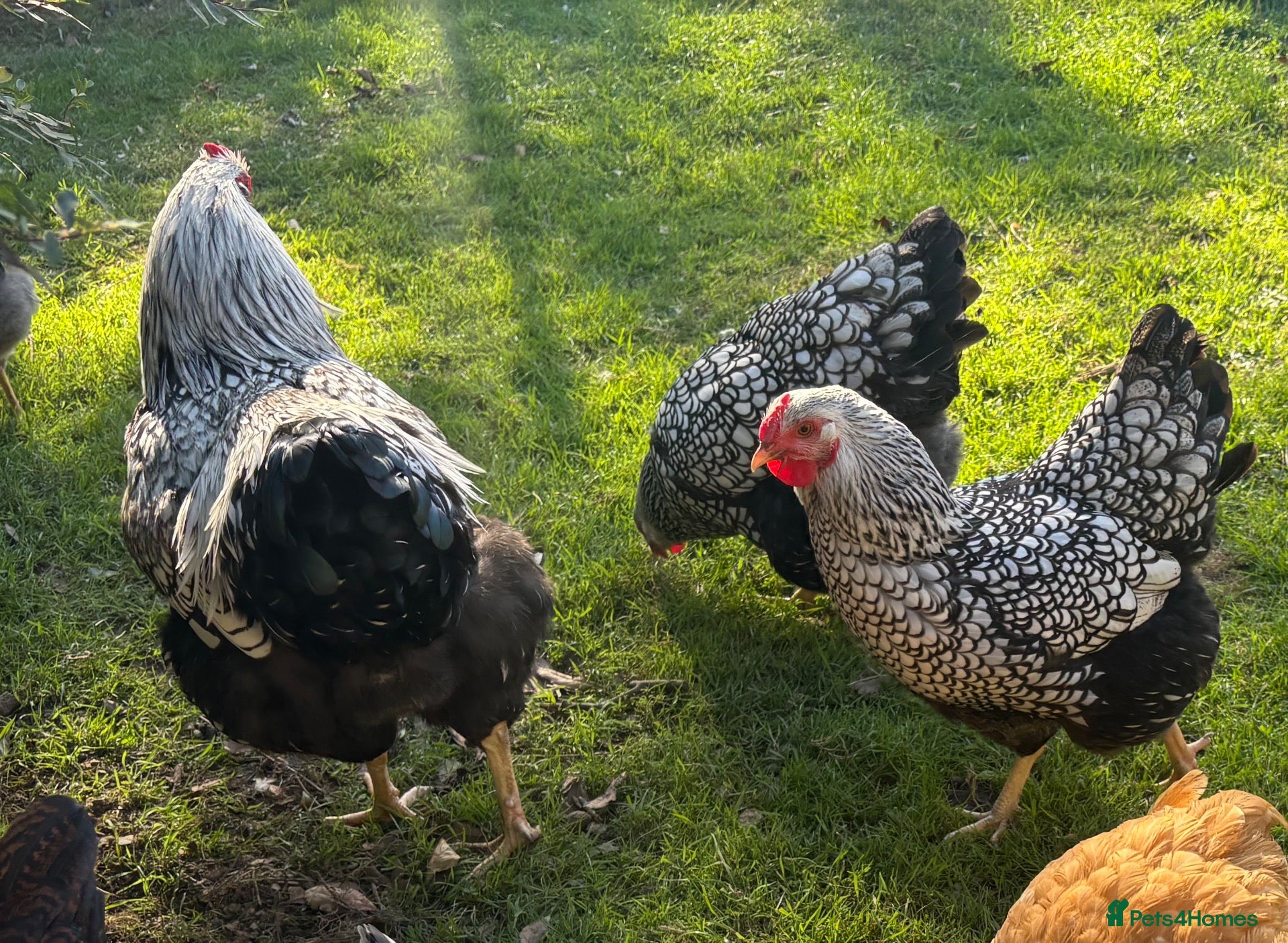 Chickens poultry Silver laced Wyandotte trio - Advert 1