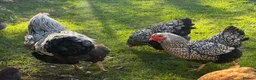 Chickens poultry for sale: Silver laced Wyandotte trio - Advert 1