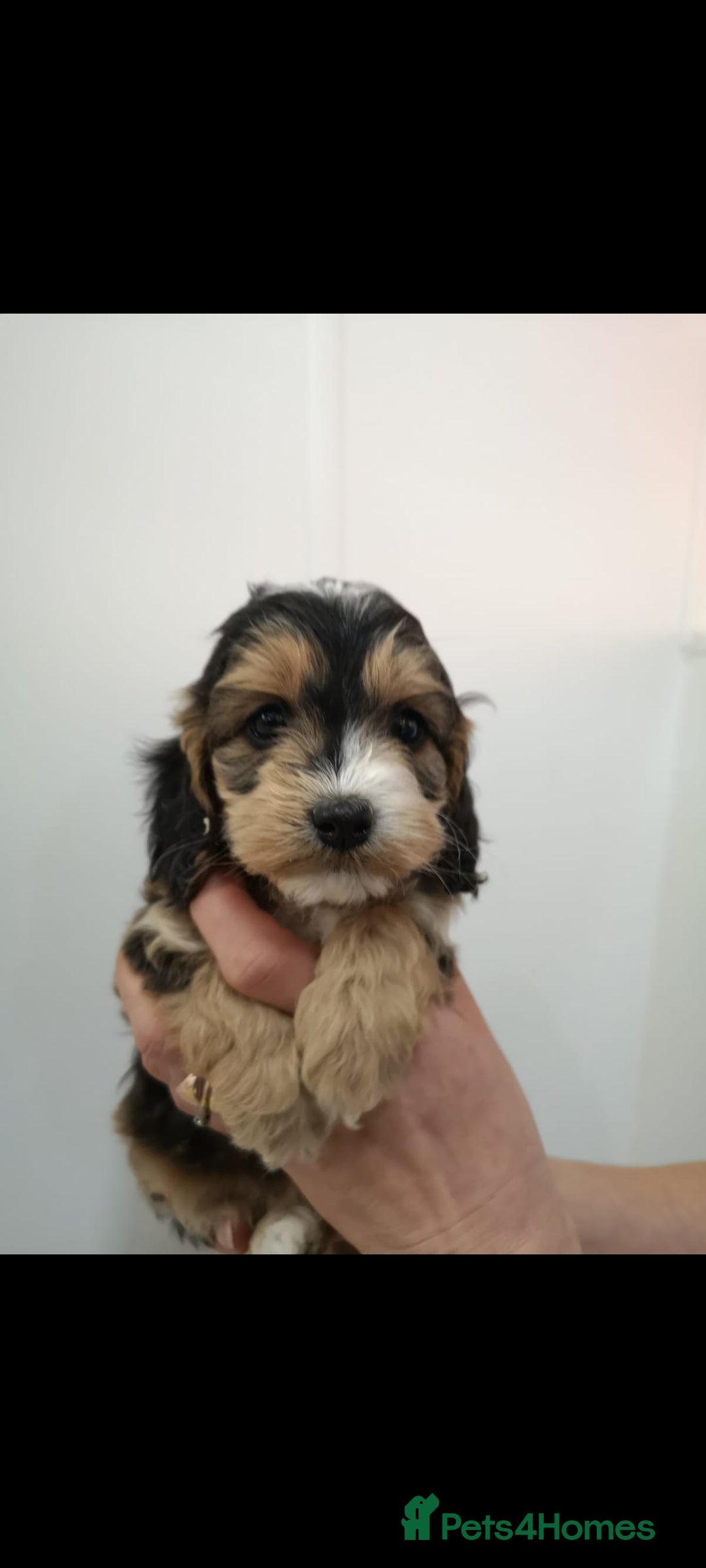 Cockapoo dogs for sale: Amazing F1 Mini Cockapoos  - Advert 19