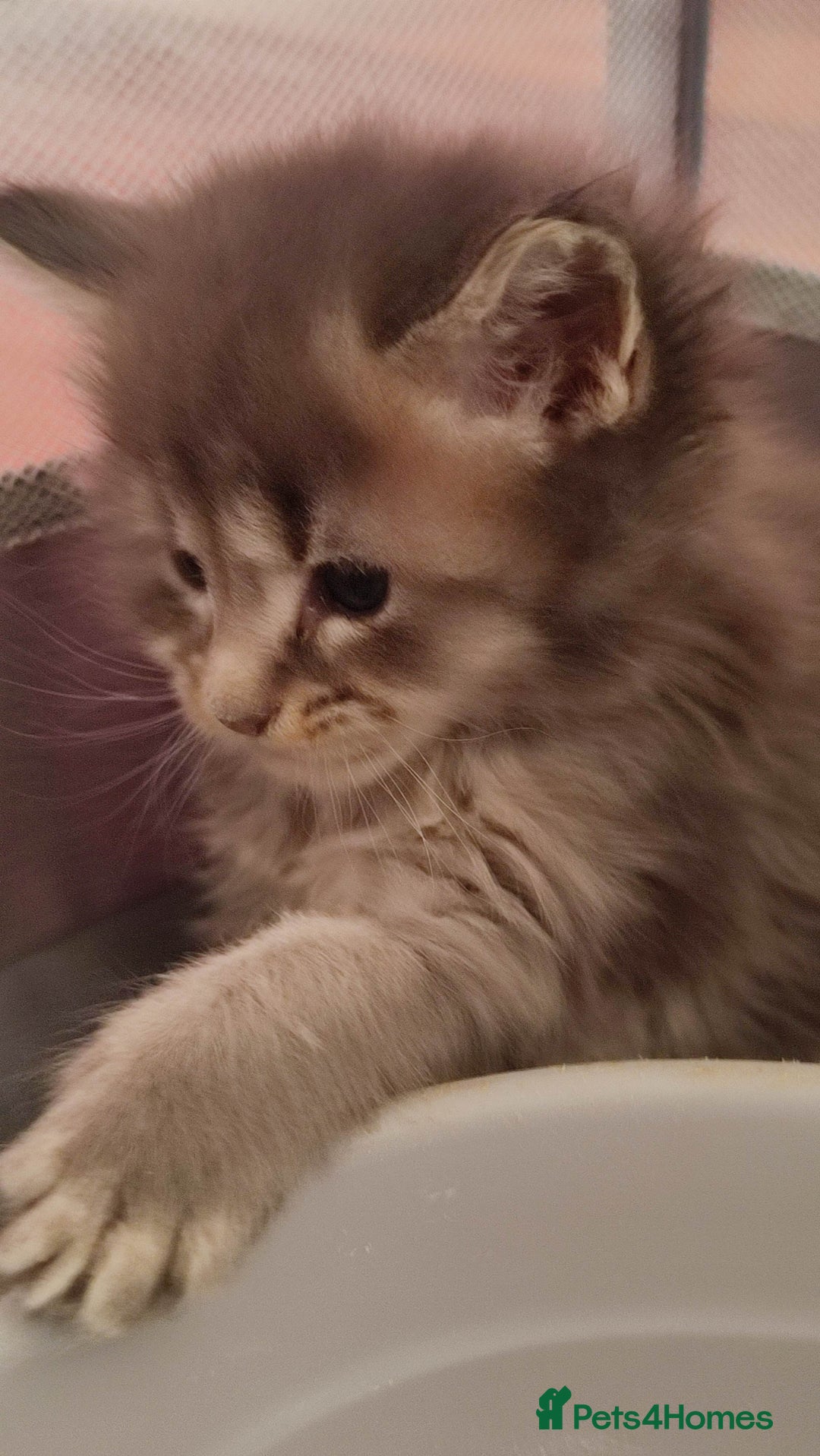 Maine Coon cats for sale: Fully health tested and Tica registered  in Great Missenden - Image 10