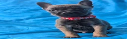 Mixed Breed dogs for sale:  adorable Mali mix  puppies in Llanelli - Advert 18