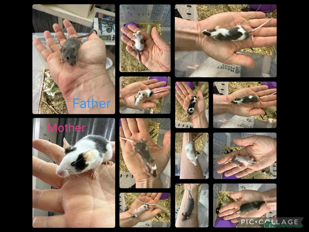Mouse rodents for sale: 🐭 Friendly Fancy Mice - Males & Females 🐭 - Advert 7