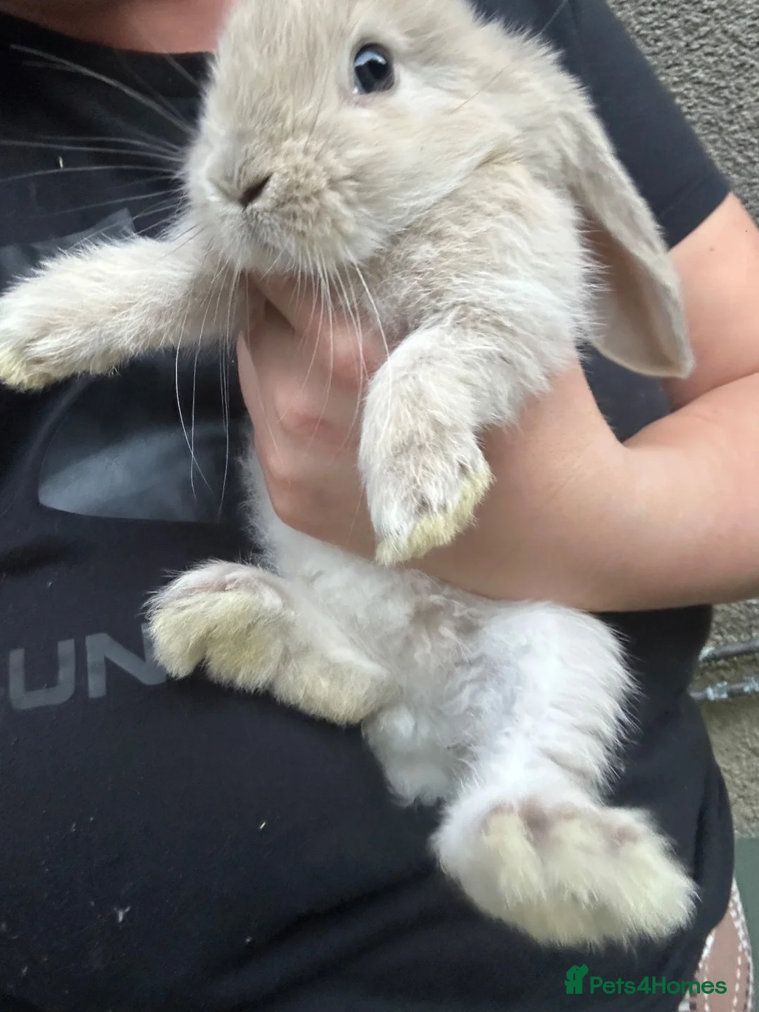 French Lop rabbits for sale: Gorgeous Giant French lops babies  - Advert 2
