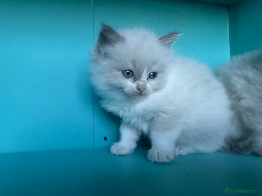 Ragdoll cats for sale: 📍1 FEMALE LEFT!🍼GCCF REGISTERED🐾 - Advert 26