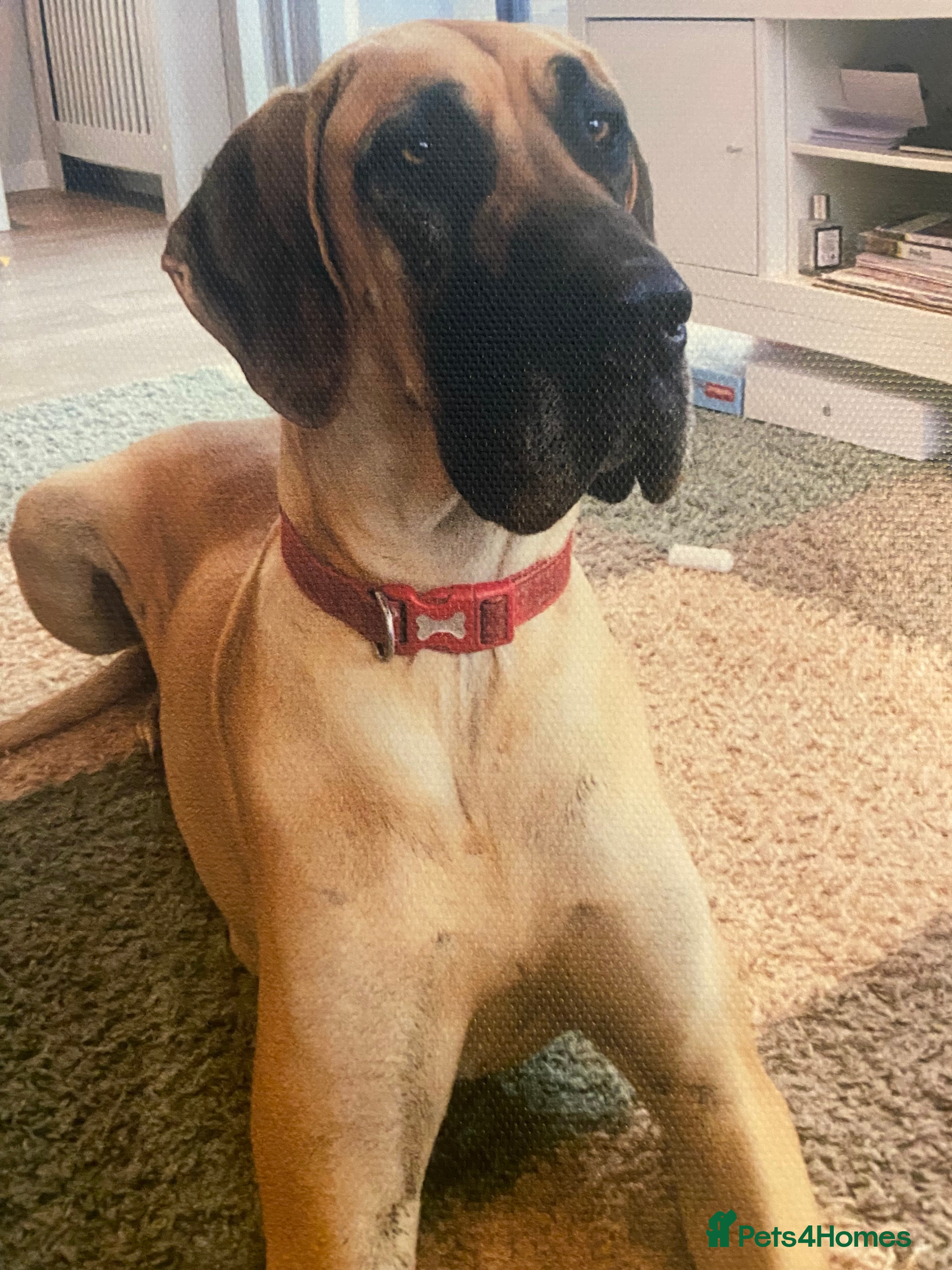 Great Dane dogs Wanted Brindle or Fawn Stud - Advert 2