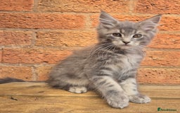 Maine Coon cats for sale: Beautiful Maine Coon kittens - Image 5