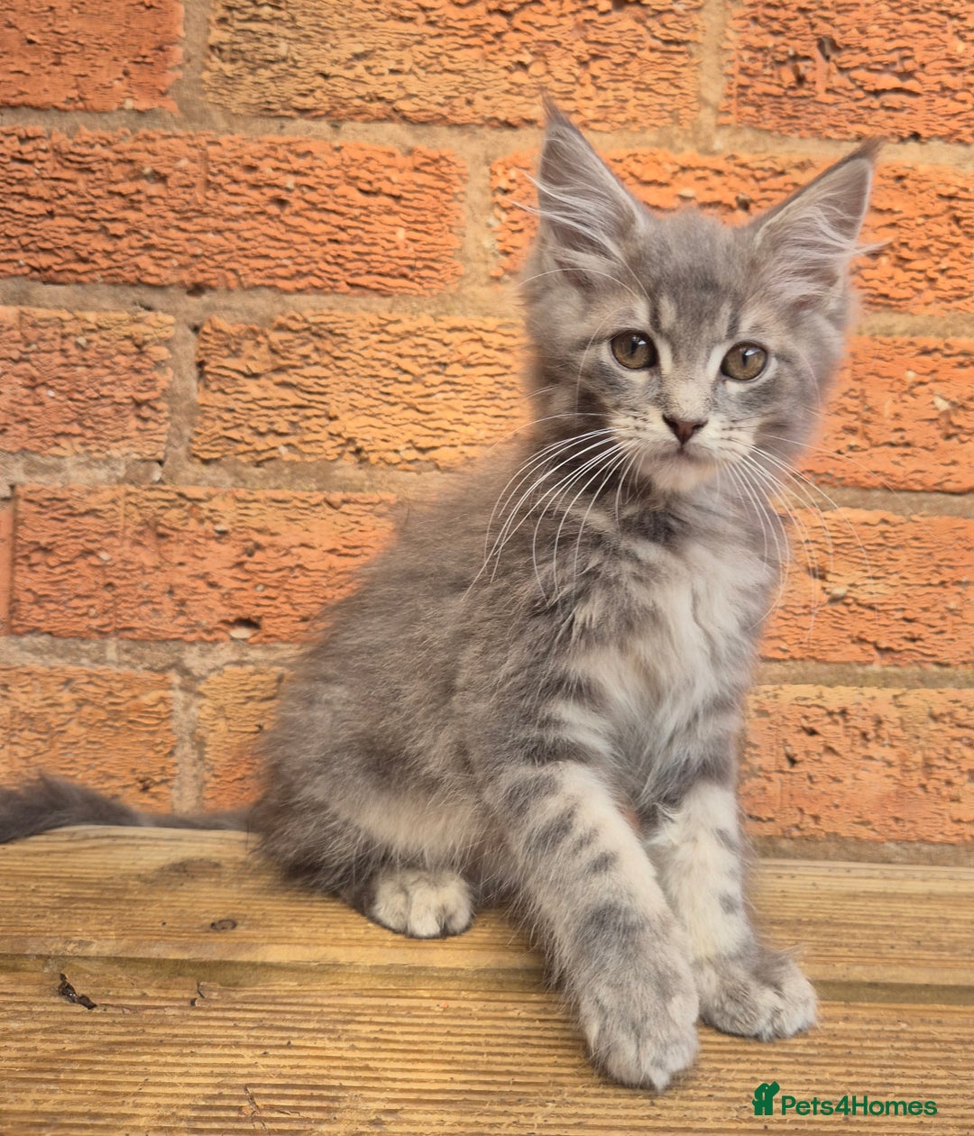 Maine Coon cats for sale: Beautiful Maine Coon kittens - Image 5