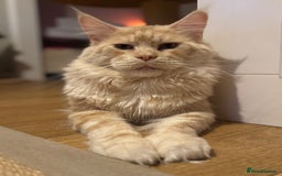Ragcoon cats for sale: Gorgeous Mainecoon x Ragdoll kittens  - Image 19