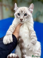 Savannah cats - Advert 7