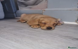 Mixed Breed dogs for sale: Labrador x cockapoo puppies - Image 2