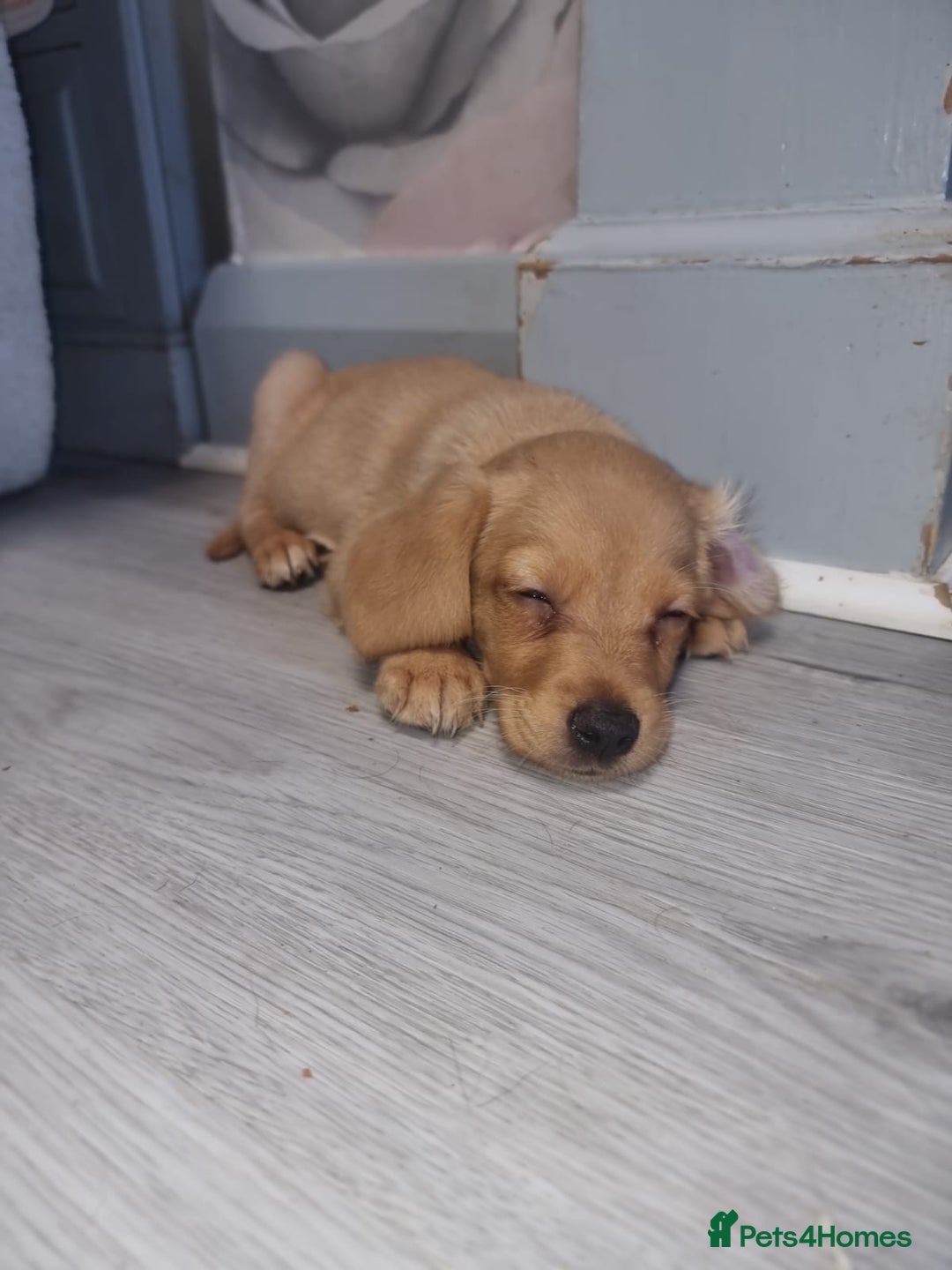 Mixed Breed dogs for sale: Labrador x cockapoo puppies - Image 2