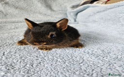 Netherland Dwarf rabbits for sale: Netherland dwarf bunnies  - Image 5