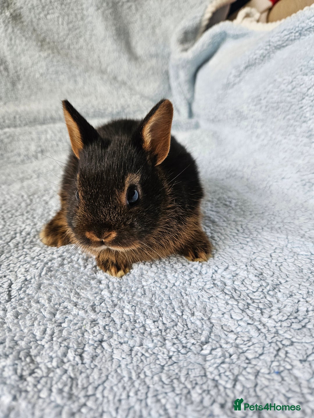 Netherland Dwarf rabbits for sale: Netherland dwarf bunnies  - Image 5