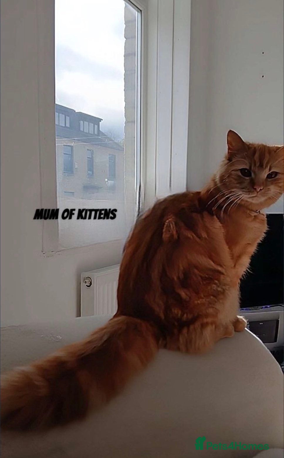 Perdoll cats Persian x Turkish Angora LAST ONE LEFT - Advert 3