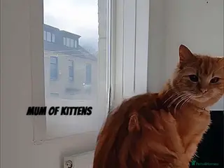 Perdoll cats Persian x Turkish Angora LAST ONE LEFT - Advert 3